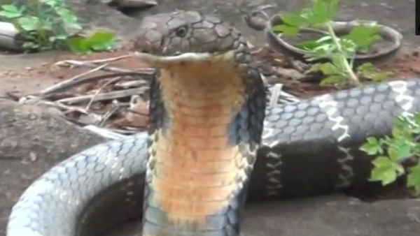 प्राइवेट पार्ट तुरंत बैंगनी पड़ गया