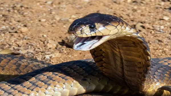 जानें प्राइवेट पार्ट सड़ने के बाद क्‍या हो रहा इलाज 