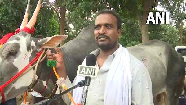 पौष्टिक दूध के लिए मशहूर है हल्लीकर नस्ल 