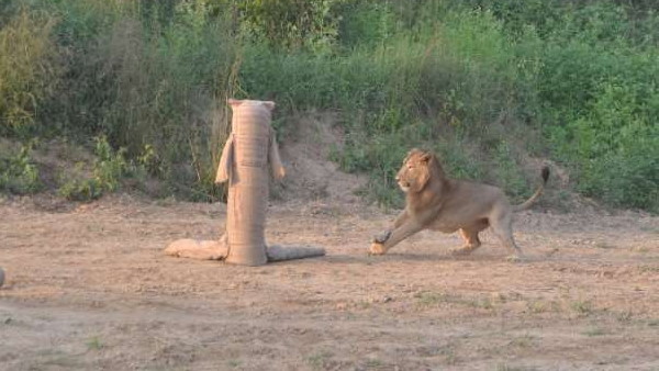 शेर भी कर रहा था हमले इंतजार