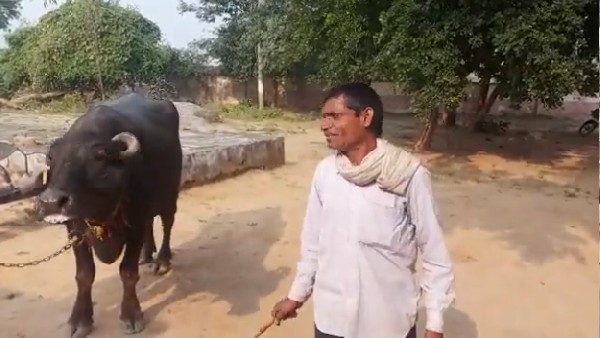 पिछले कुछ दिनों से दूध नहीं दे रही भैंस