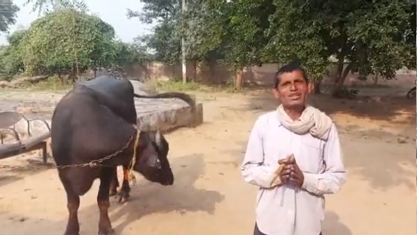 भैंस दूध नहीं निकालने देती, मदद चाहिए