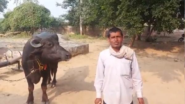  भैंस पर जादू टोना करने का जताया शक