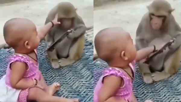 बच्ची बंदर से फोन छीनने का करती है प्रयास