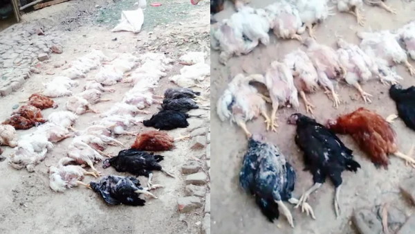 लाउड म्यूजिक से पड़ा दिल का दौरा!