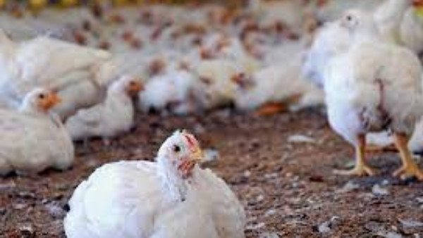 डीजे की तेज आवाज से मुर्गियों की मौत