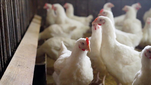 2 लाख रुपए का लोन शुरू किया था फार्म