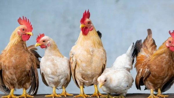 डॉक्टर ने बताई मौत की वजह