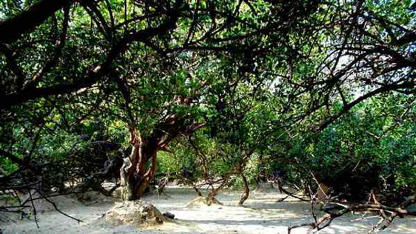 पशु-पक्षी निधिवन को चले जाते हैं छोड़कर पशु-पक्षी निधिवन को चले जाते हैं छोड़कर