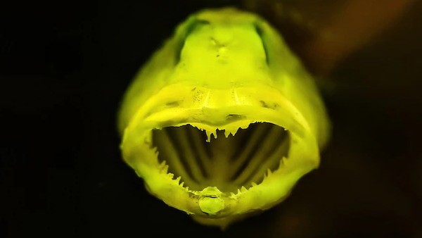 शार्क के दांत से होते हैं अलग