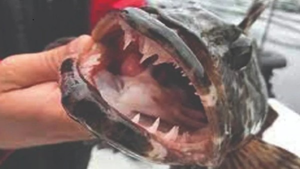 गले में भी दांत