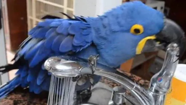 तोते की समझदारी देख लोग हैरान