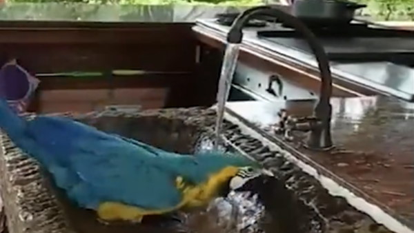 58 लाख से अधिक लोगों ने देखा वीडियो