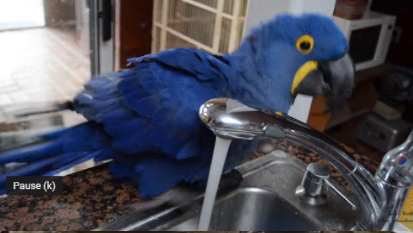 एक बार फिर वायरल हुआ वीडियो