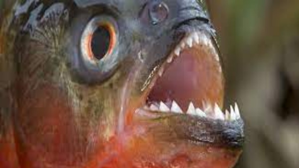 पैर लटका कर बैठी लड़की का खा गया अंगूठा