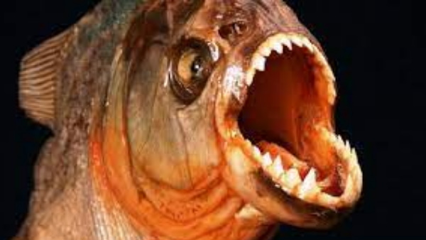 लाइफ गार्ड्स ने दी ये चेतावनी