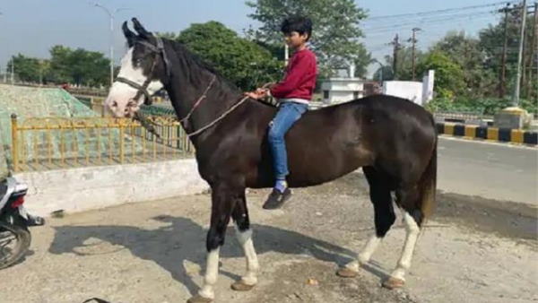 82 हजार रुपए में खरीदी थी घोड़ी, मानते थे परिवार का हिस्सा 82 हजार रुपए में खरीदी थी घोड़ी, मानते थे परिवार का हिस्सा