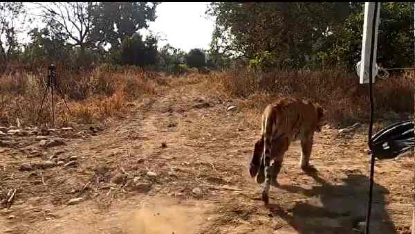 मुसीबत झेली लेकिन खरोंच तक नहीं आया