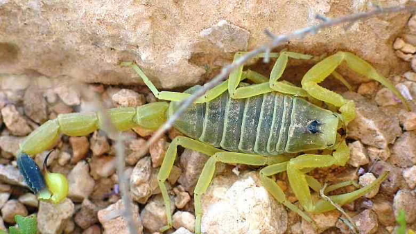 मिस्र में बिच्छूओं ने मचाया आतंक! 