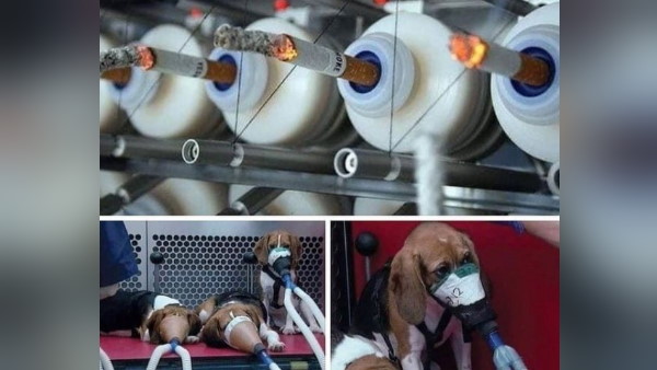 जानवरों के साथ अत्याचार