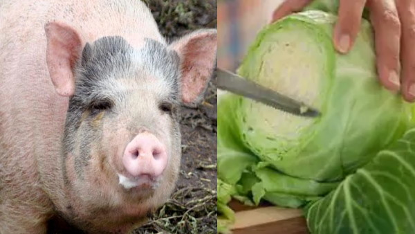 मरने के बाद भी घातक है ये परजीवी