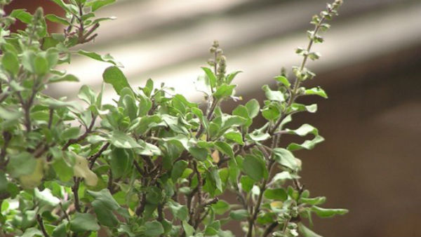 Tulsi Vivah 2021: जानिए तुलसी विवाह का शुभ मुहूर्त और कथा Tulsi Vivah 2021: जानिए तुलसी विवाह का शुभ मुहूर्त और कथा