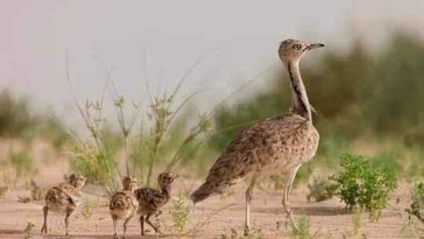 हुबॉरा पक्षियों से इमरान कमाते पैसा हुबॉरा पक्षियों से इमरान कमाते पैसा