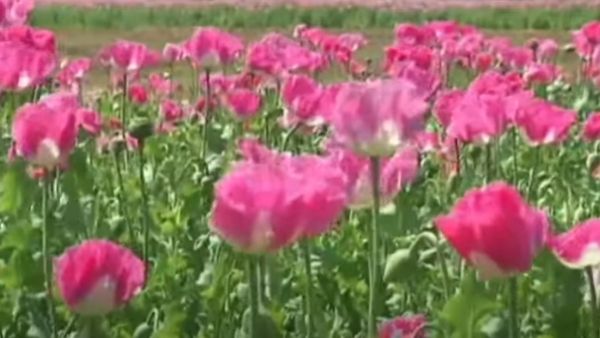 अफीम से अफगानिस्तान की आय