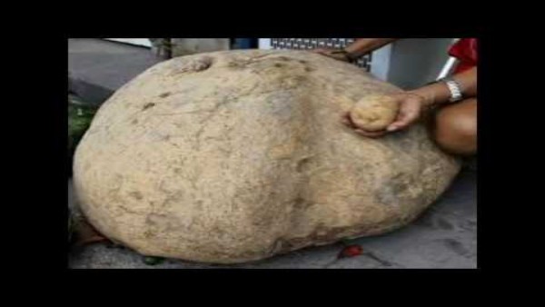 इससे पहले 'टेटर' था दुनिया का सबसे बड़ा आलू