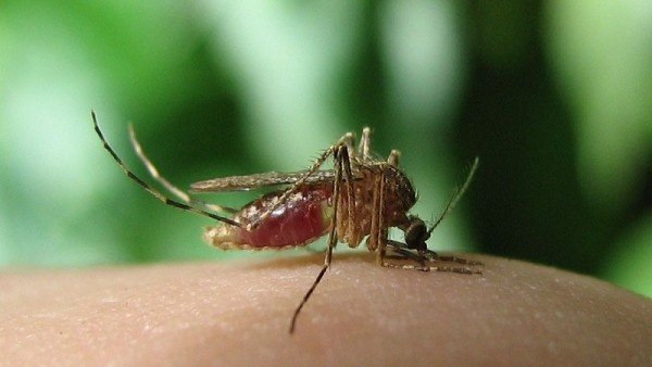 मच्छर की वजह से ही फैलता है यह रोग मच्छर की वजह से ही फैलता है यह रोग