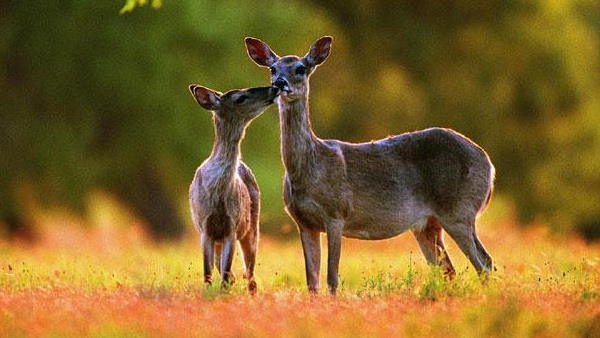 4. नंदा देवी राष्ट्रीय उद्यान, उत्तराखंड: