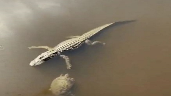  कछुए का कॉन्फिडेंस देखकर सब हैरान