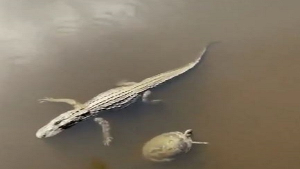  वीडियो लोग कर रहे हैं पसंद