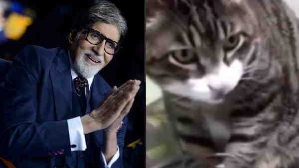 क्या है इस वीडियो में