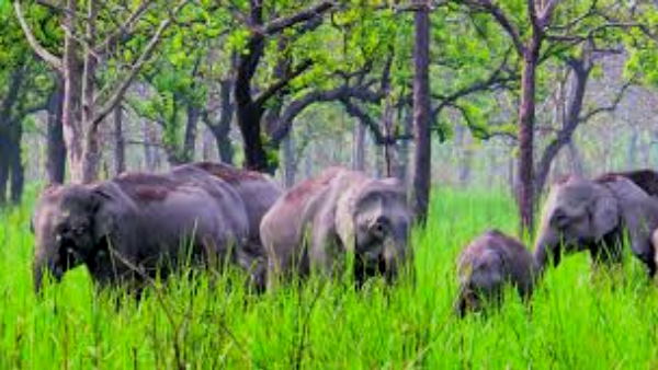 7. काजीरंगा नेशनल पार्क, असम: 