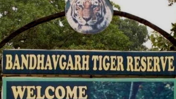 9. बांधवगढ़ राष्ट्रीय उद्यान: 