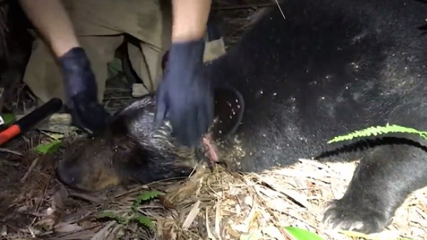 भालू को प्लास्टिक से मिली आजादी