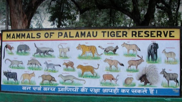 3. बेतला नेशनल पार्क, झारखंड: 