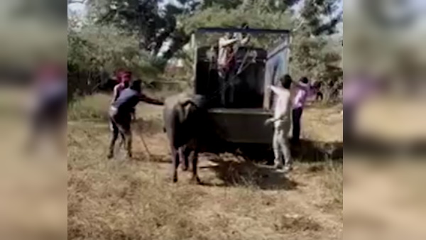 काफी देर तक भैंसे ने मालिक को नहीं छोड़ा