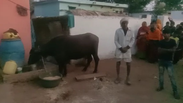 चर्चा का विषय बनी भैंस