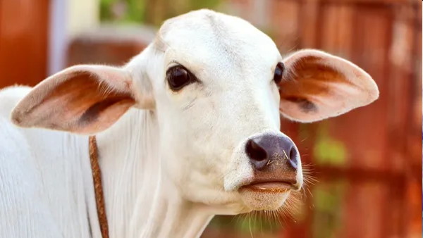 गाय के पेट में पहुंची सोने की चेन