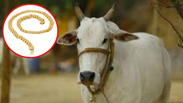 पशु वध प्रतिबंध करने का दिखा असर 