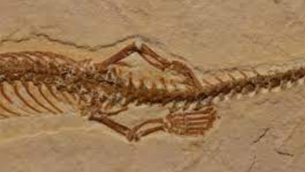 डायनासोर के युग में था इनका राज डायनासोर के युग में था इनका राज