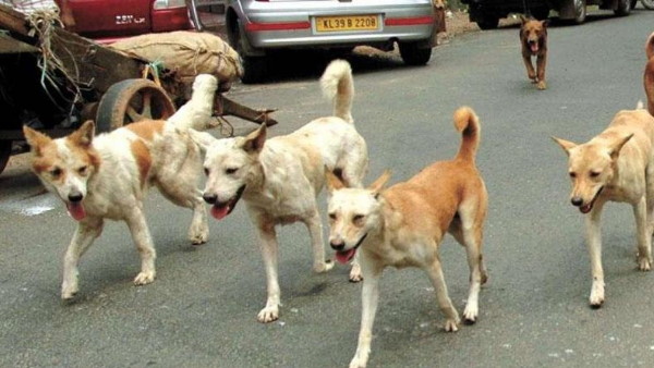 महिला पर लगाया 8 लाख का जुर्माना महिला पर लगाया 8 लाख का जुर्माना