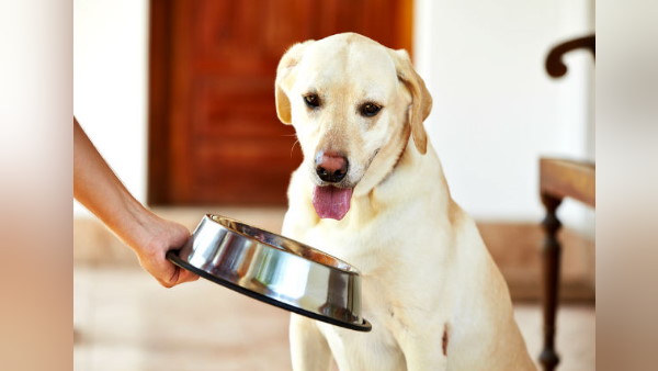 कुत्तों की वजह से बुजुर्गों को लगता है डर कुत्तों की वजह से बुजुर्गों को लगता है डर