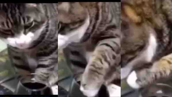 सोशल मीडिया पर धूम मचा रहा है वीडियो