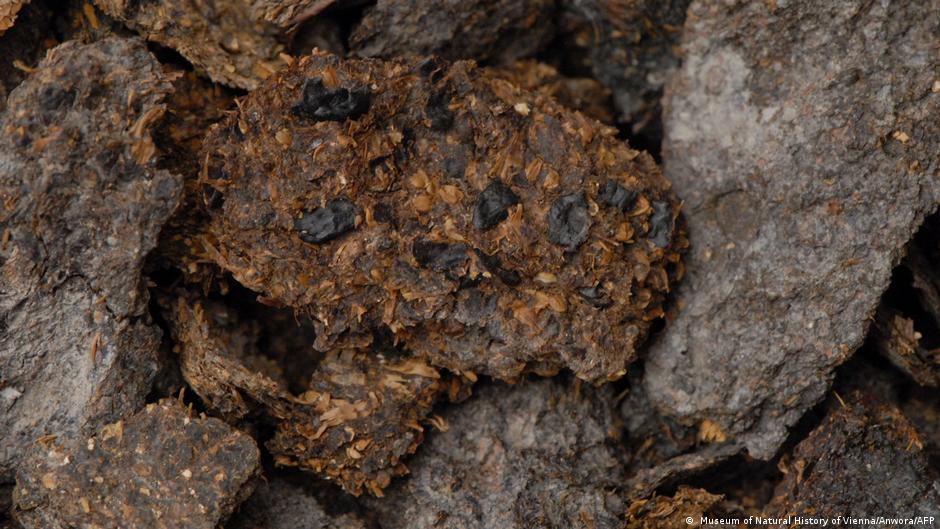 विएना संग्रहालय में ही रखा हुआ 2,600 साल पुराना मानव मल