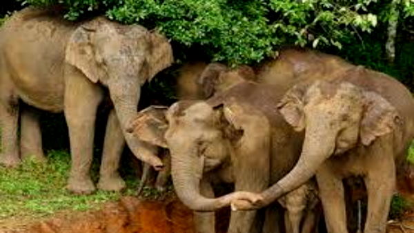 8. पेरियार नेशनल पार्क, केरल: