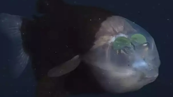 इस रेयर फिश का नाम Barreleye है इस रेयर फिश का नाम Barreleye है