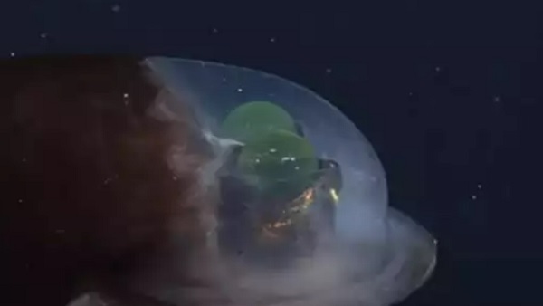 इसे 'स्पूक फिश' भी कहा जाता है इसे 'स्पूक फिश' भी कहा जाता है